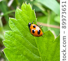 Ladybug 89973651