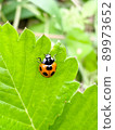 Ladybug 89973652