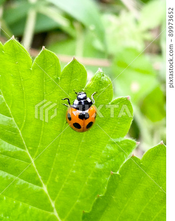 Ladybug Ladybug 89973652