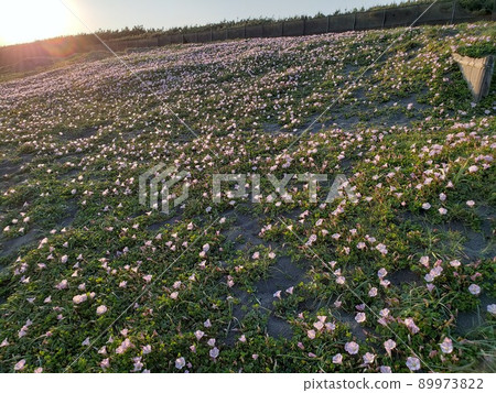 A herd of bindweed blooming in the setting sun on the Nishihama coast of Chigasaki City, Kanagawa Prefecture [May] 89973822