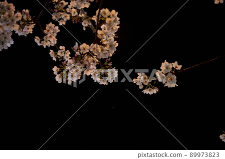 Night cherry blossoms, night cherry blossoms, full bloom, up, branch tips Night cherry blossoms, night cherry blossoms, full bloom, up, branch tips 89973823