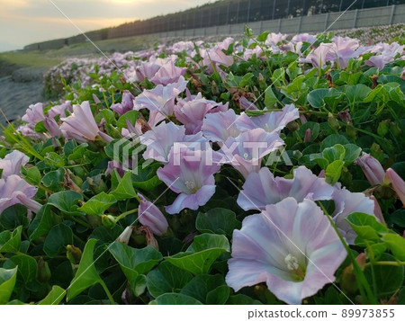 A herd of bindweed blooming in Nishihama, Chigasaki City, Kanagawa Prefecture [May] 89973855