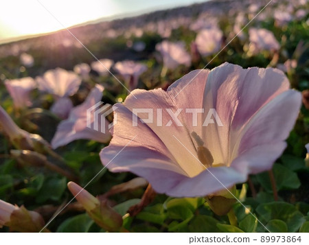 神奈川縣茅崎市西濱的夕陽下盛開的旋花[5月] 89973864