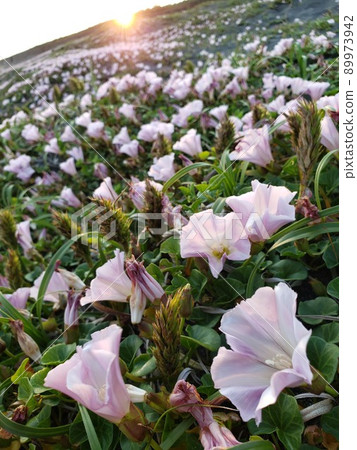 Bindweed and Carex kobomugi illuminated by the setting sun on Nishihama, Chigasaki City, Kanagawa Prefecture [May] 89973942