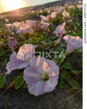 A herd of bindweed blooming on the Nishihama - Stock