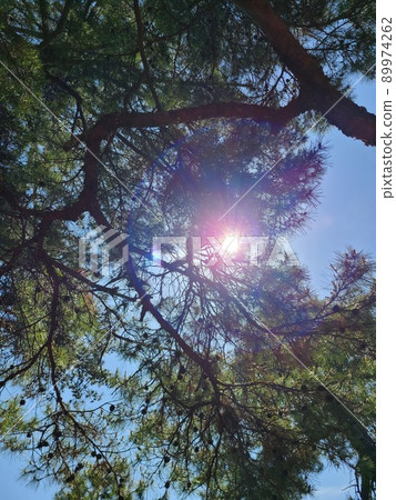 The sun looks so sunny and pink! Beautiful, right! 89974262