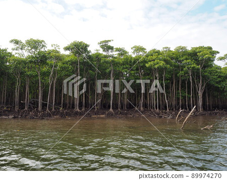 Iriomote Island Nakama River Mangrove Forest 89974270