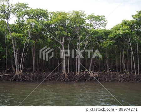 Iriomote Island Nakama River Mangrove Forest Iriomote Island Nakama River Mangrove Forest 89974271