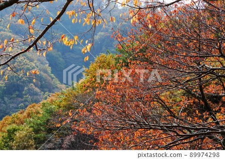 Autumn leaves of Mt. Myoken Autumn leaves of Mt. Myoken 89974298