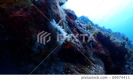 Competition cowpea 89974411