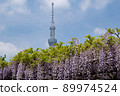 Sky Tree and Kameido Tenjin Wisteria 4 89974524