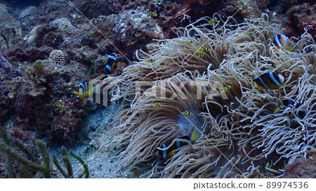 Anemone fish and sea anemone 89974536