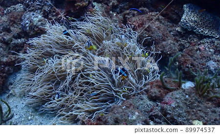 Anemone fish and sea anemone 89974537