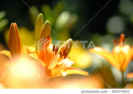 Lily flower I saw someday 89974901