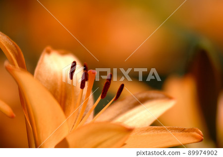 Lily flower I saw someday Lily flower I saw someday 89974902