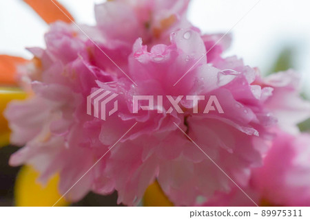 Dark pink flowers with pale and vibrant shades 89975311