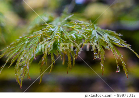 A landscape of wet leaves dripping with raindrops 89975312