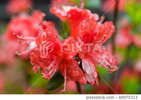 Red flowers dripping with raindrops 89975313
