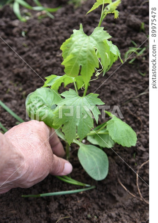 Bitter gourd cultivation and seedling planting work in the vegetable garden. 89975478