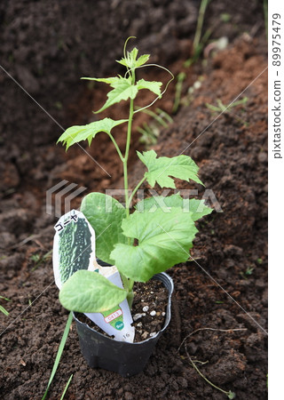 Bitter gourd cultivation and seedling planting work in the vegetable garden. 89975479