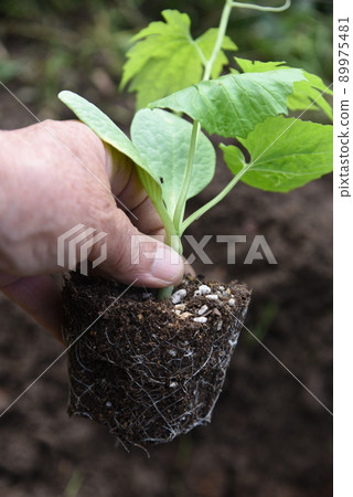 Bitter gourd cultivation and seedling planting work in the vegetable garden. 89975481