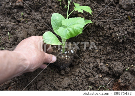 Bitter gourd cultivation and seedling planting work in the vegetable garden. 89975482