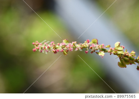 Swiva flower 89975565