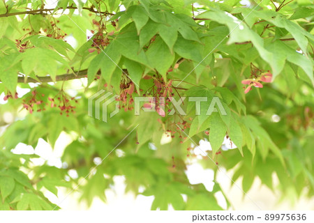 楓花和翼果 89975636