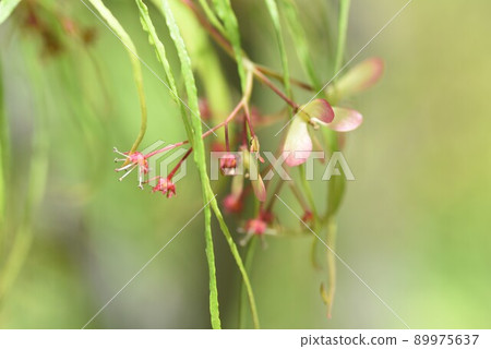 楓花和翼果 89975637