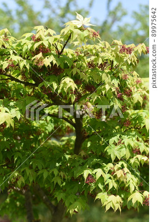 楓花和翼果 89975642