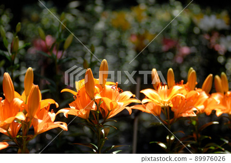 The lily field I saw someday 89976026
