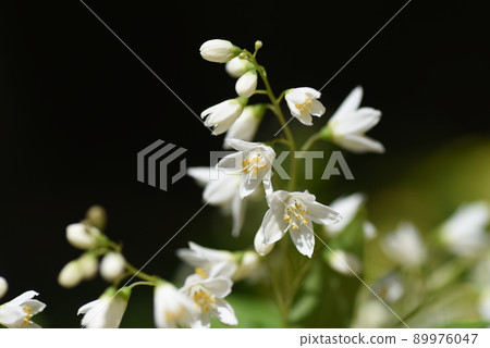 細長的deutzia芽和花 細長的deutzia芽和花 89976047
