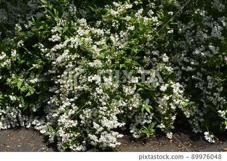 細長的deutzia芽和花 細長的deutzia芽和花 89976048