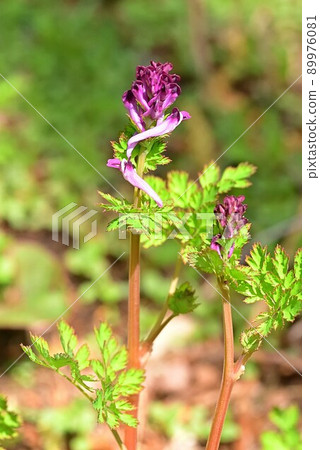 Murasaki Keman 89976081