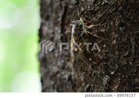 Tanna japonensis perched on a tree (Saitama Prefecture / August) 89976157