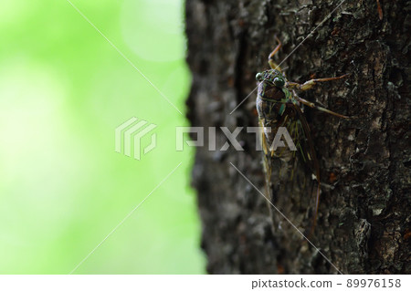 Tanna japonensis perched on a tree (Saitama Prefecture / August) Tanna japonensis perched on a tree (Saitama Prefecture / August) 89976158