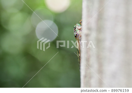 Tanna japonensis perched on a tree (Saitama Prefecture / August) 89976159