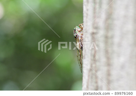 棲息在樹上的丹娜（埼玉縣 / 8 月） 89976160