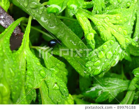 Let's refresh after the rain and go ❗️ 89976188