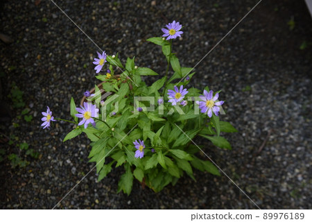 Miyako Washer Flower 89976189