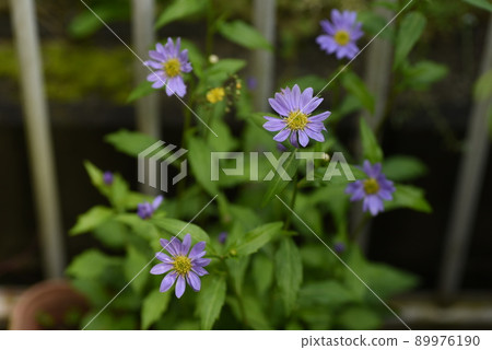 Miyako Washer Flower 89976190