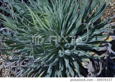 Echium Wildpretti《寶石之塔》——成長記錄 Echium Wildpretti《寶石之塔》——成長記錄 89976337