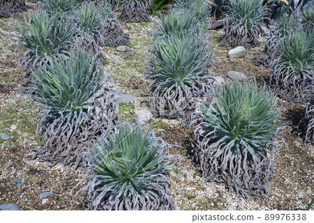 Echium Wildpretti《寶石之塔》——成長記錄 Echium Wildpretti《寶石之塔》——成長記錄 89976338