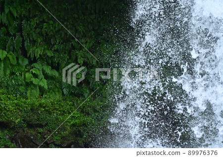 Ferns bathed in water Ferns bathed in water 89976376