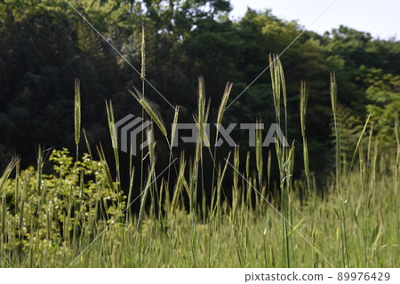 Rye cultivation Rye cultivation 89976429