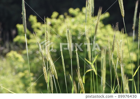 Rye cultivation Rye cultivation 89976430