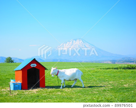 北海道羊蹄山和紅山羊小屋的壯麗景色 89976501