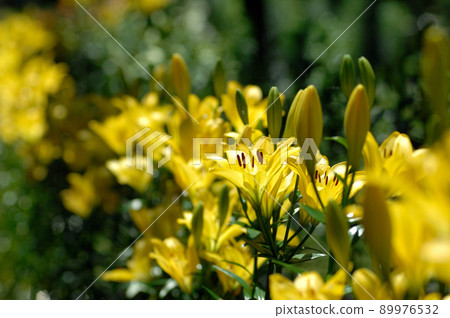 某天看到的百合花 89976532