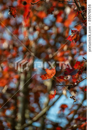 Maple trees in Ban Viet Lake, Cao Bang, Vietnam Maple trees in Ban Viet Lake, Cao Bang, Vietnam 89976656