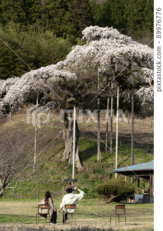 Weeping cherry blossoms in Sotoono Spring scenery Weeping cherry blossoms in Sotoono Spring scenery 89976776